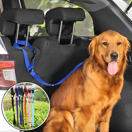Laisse chien voiture golden bleu