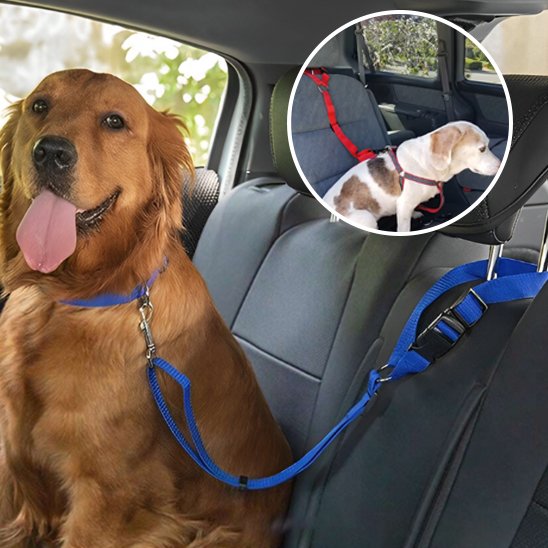Laisse chien voiture golden