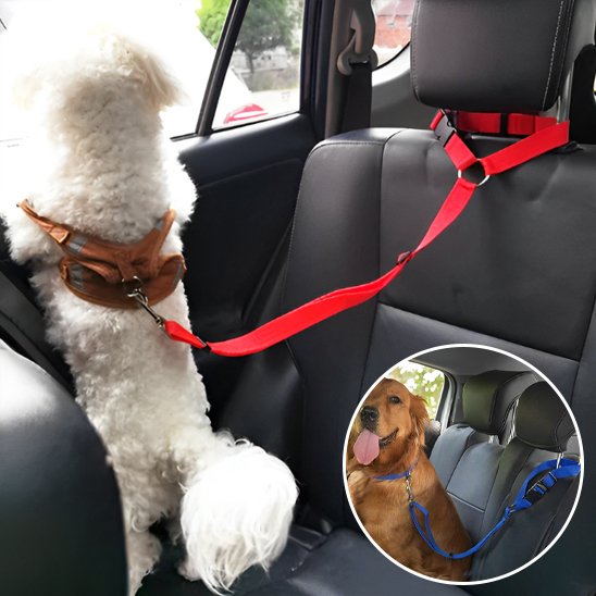 Laisse chien voiture rouge
