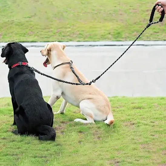 Laisse double pour chien SystY assie arrière