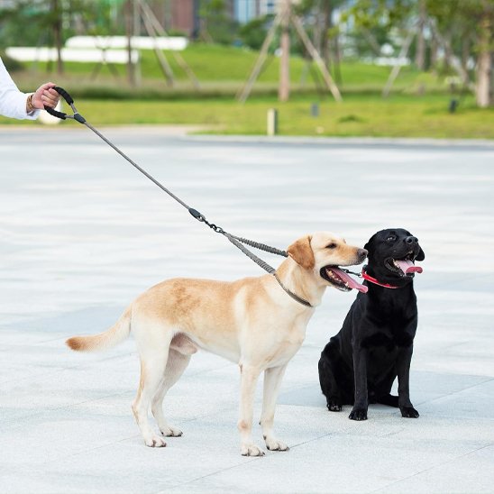 Laisse double pour chien SystY labrador assie