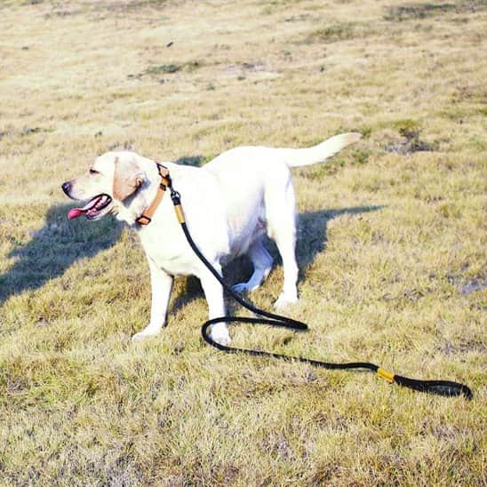 Laisse longe chien cordcont café labrador