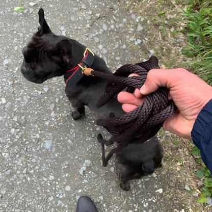 Laisse longe chien cordcont café