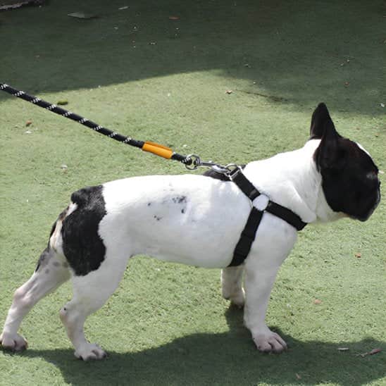 Laisse longe chien cordcont noir