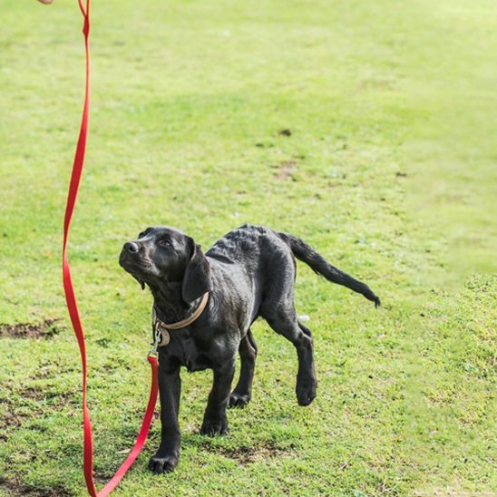 Laisse longe pour chien Nylon rouge chiot