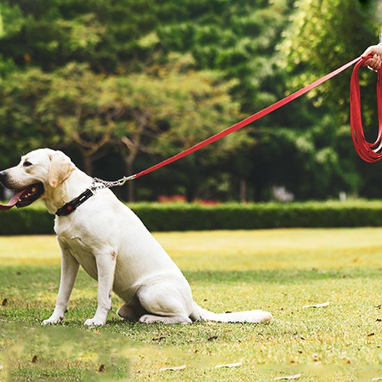 Laisse longe pour chien Nylon rouge