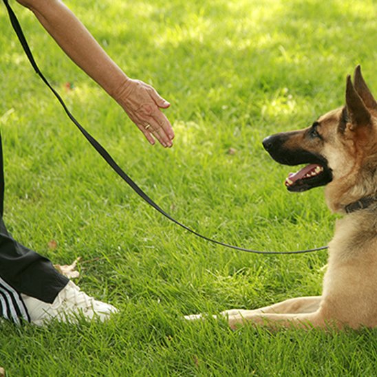 Laisse longe pour chien PVC Berger Allemand 