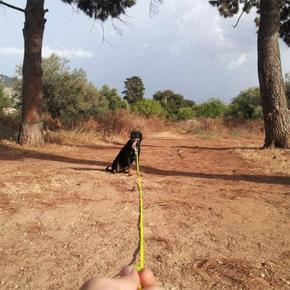 Laisse longe pour chien PVC or assis 