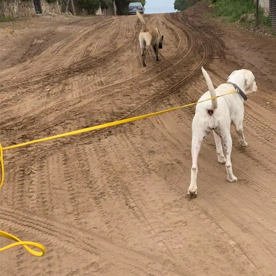 Laisse longe pour chien PVC or