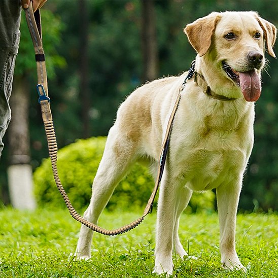 Laisse pour chien Refabsorb kaki labrador