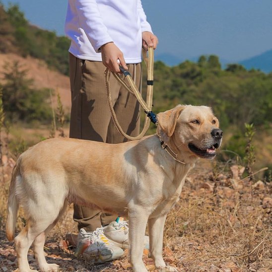 Laisse pour chien Refabsorb kaki