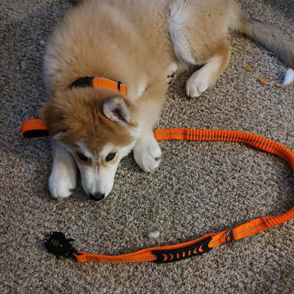 Laisse pour chien Refabsorb orange