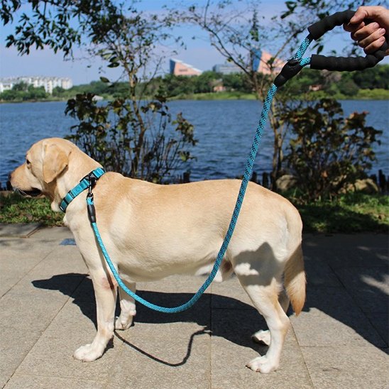 Laisse pour chien Refrembour bleu labrador