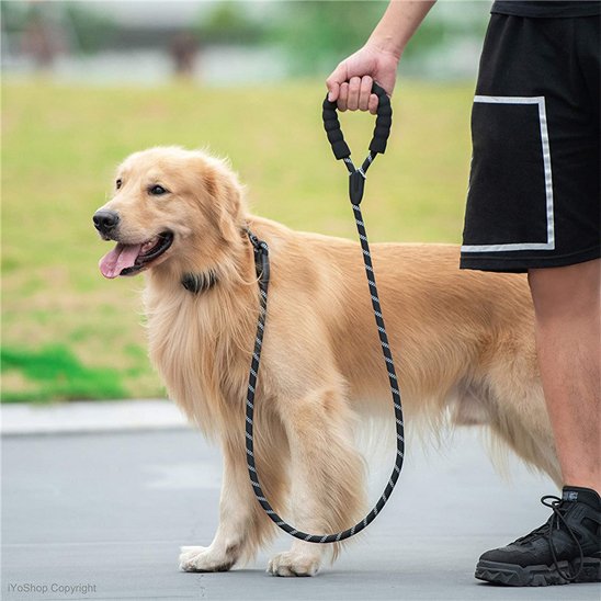 Laisse pour chien Refrembour noir golden