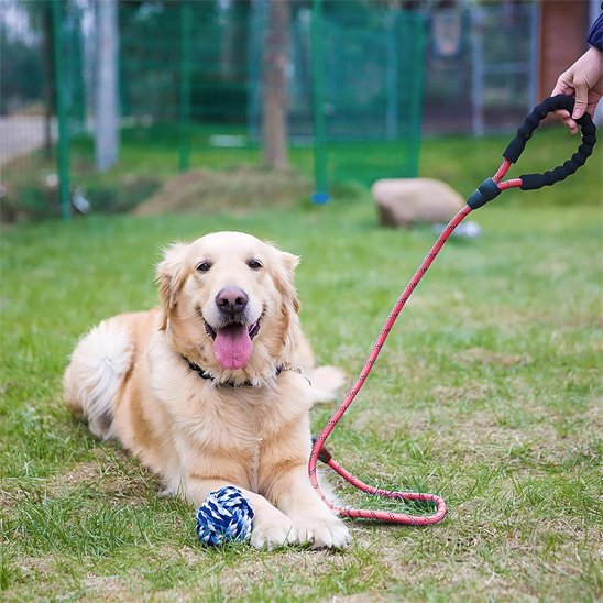 Laisse pour chien Refrembour rose golden