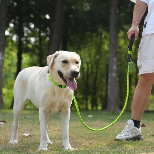Laisse pour chien Refrembour vert labrador