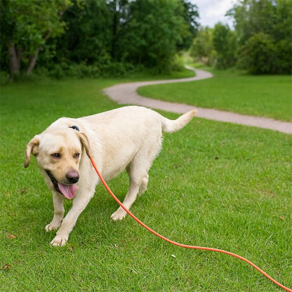 Longe chien rappel parc