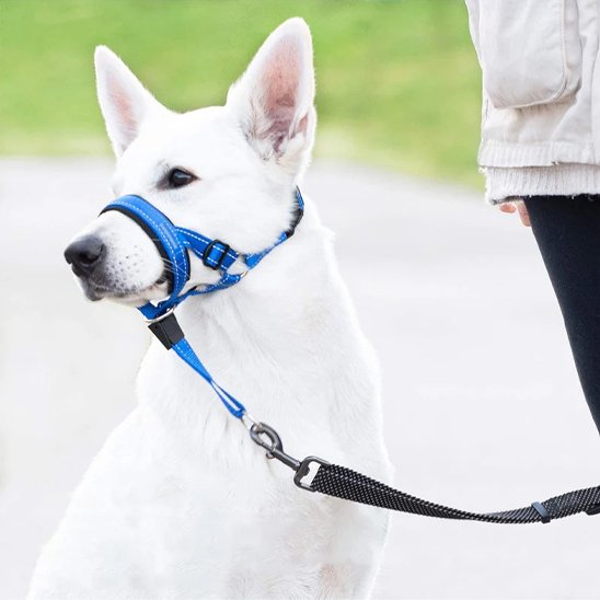 Muselière chien​ BBS bleu maître