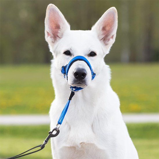 Muselière chien​ BBS face bleu