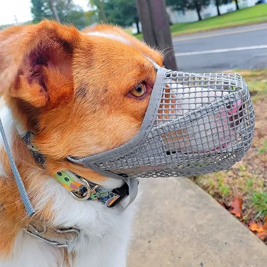 Muselière chien maille douce gris