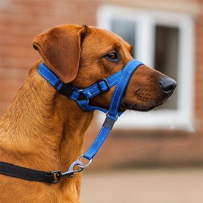 Muselière chien​ Rhodesian bleu