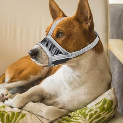Museliere masque jack russel couché