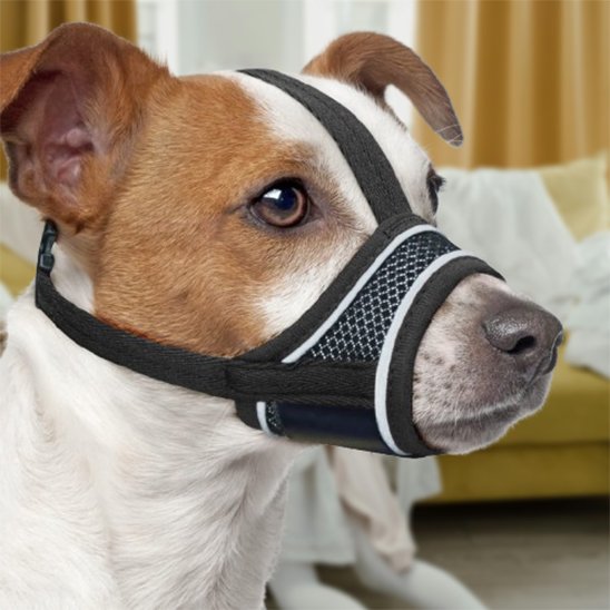 Museliere masque jack russel