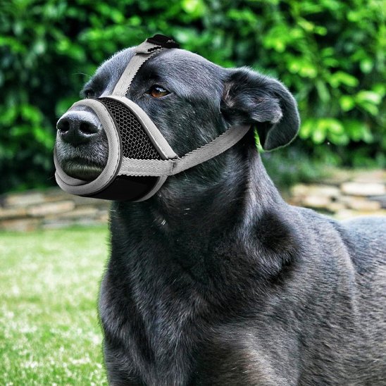 Muselière pour chien labrador
