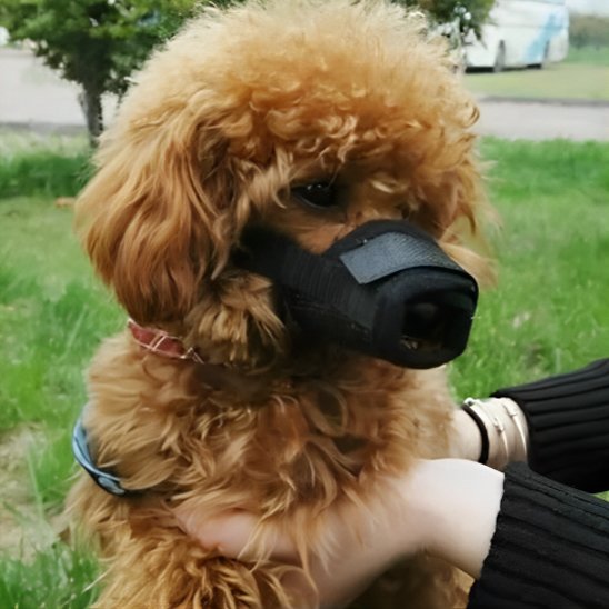 MUSELIERE Respirante caniche noir