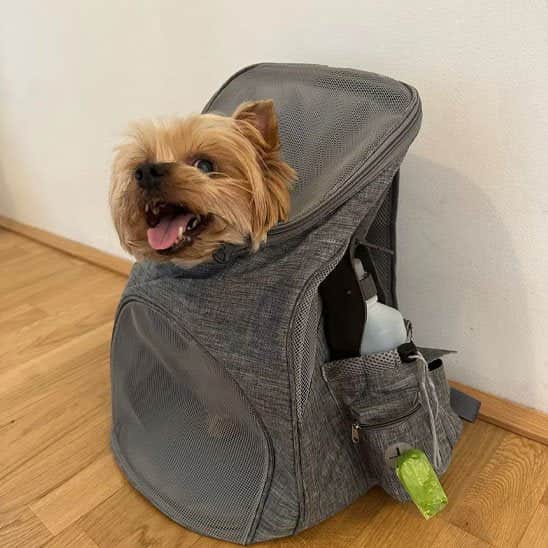 Sac à dos pour chien Restpli Yorkshires 